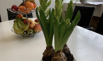 The hyacinths are blooming and there’s no-one to smell them: Remote wellbeing in the time of COVID-19